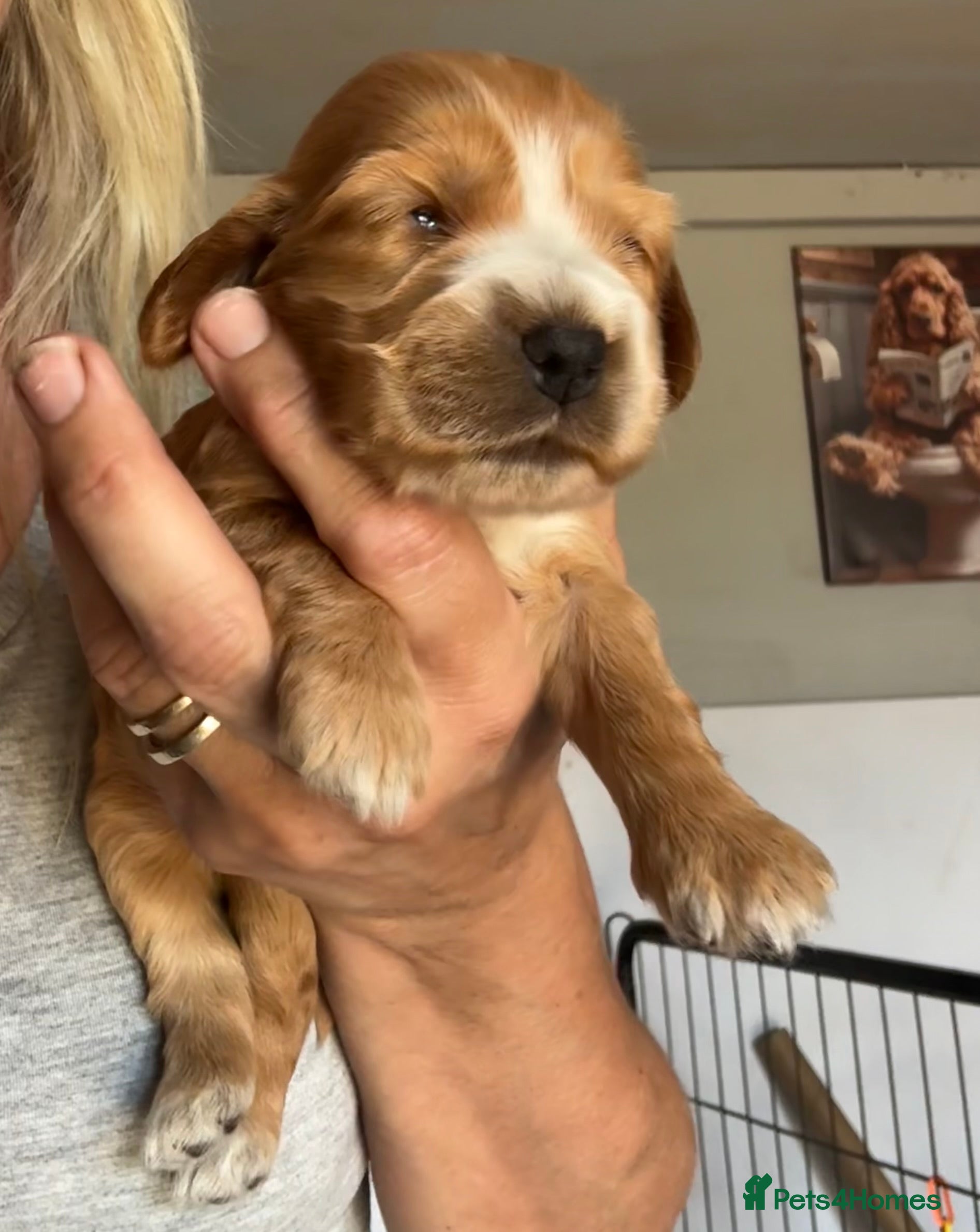 Cocker Spaniel dogs 🧬Beautiful Show Type Cocker Spaniel Puppies🧬 - Advert 2
