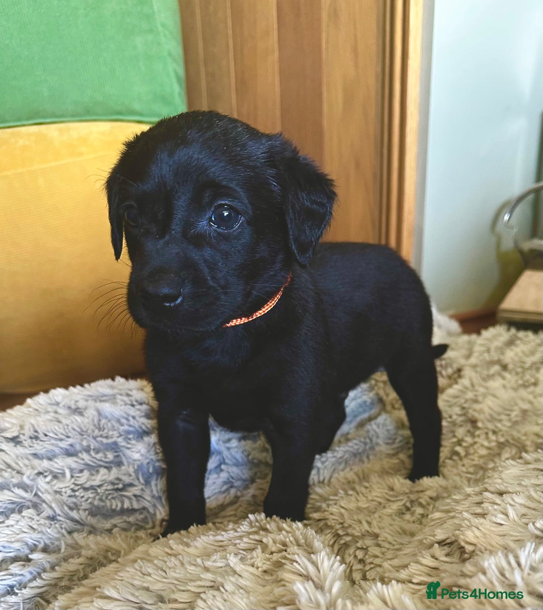 Labrador Retriever dogs for sale: Labrador puppies kennel Club registered - Image 11