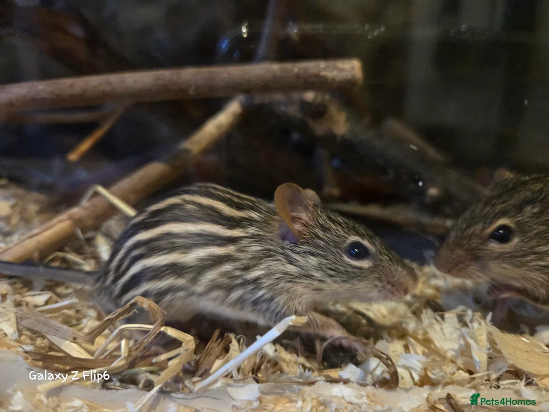 Mouse rodents for sale: Zebra Mice ready to go - Advert 2