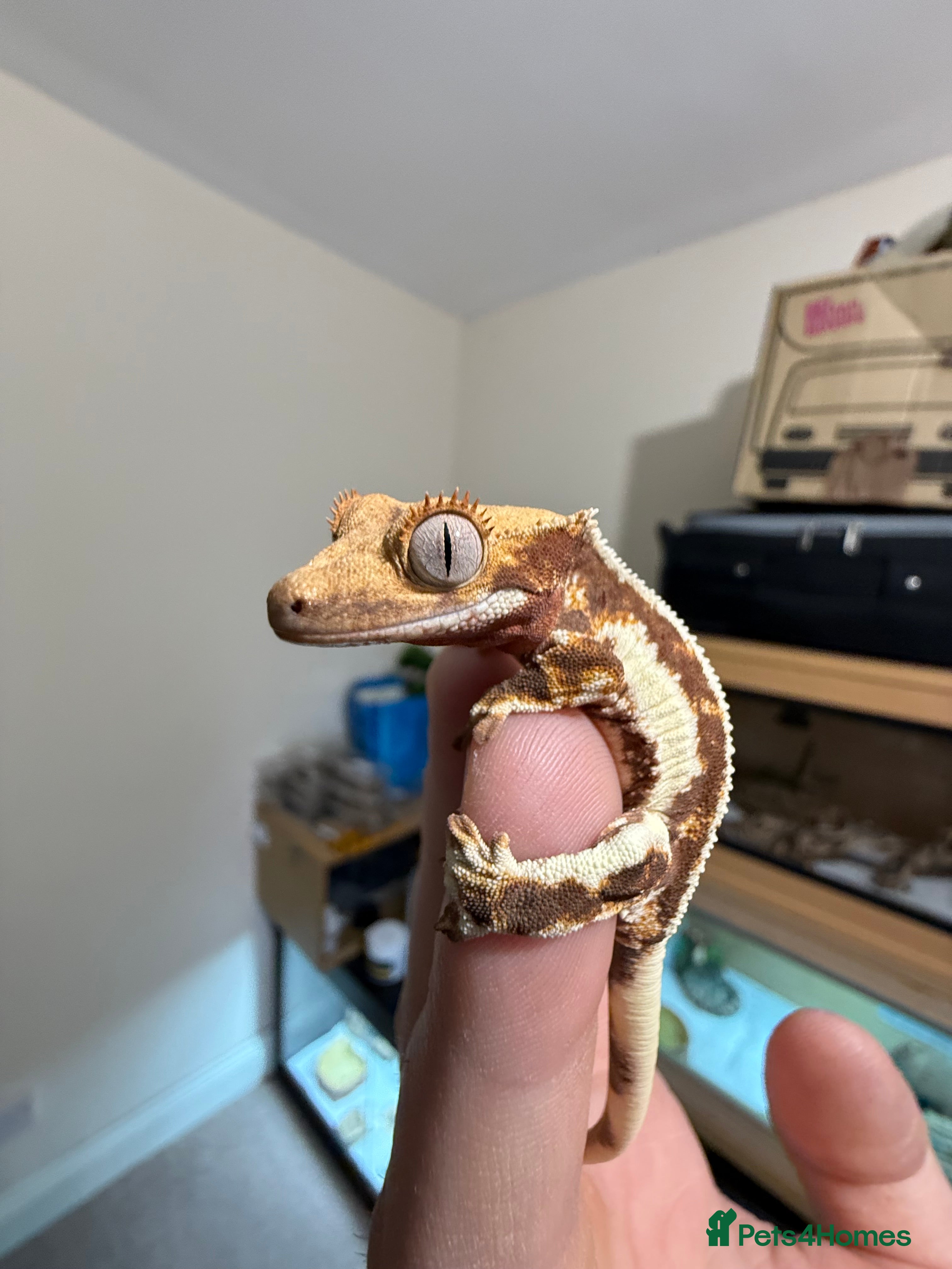 Gecko reptiles 🔥🔥🔥 Baby crested Geckos 🔥🔥🔥 - Advert 5