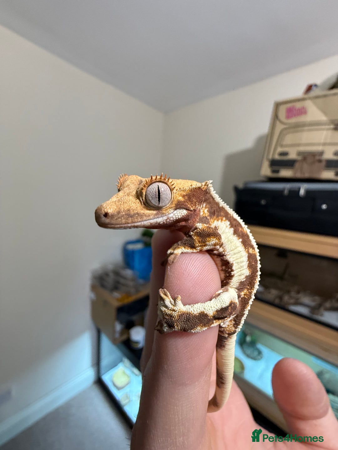 Gecko reptiles for sale: 🔥🔥🔥 Baby crested Geckos 🔥🔥🔥 - Advert 1