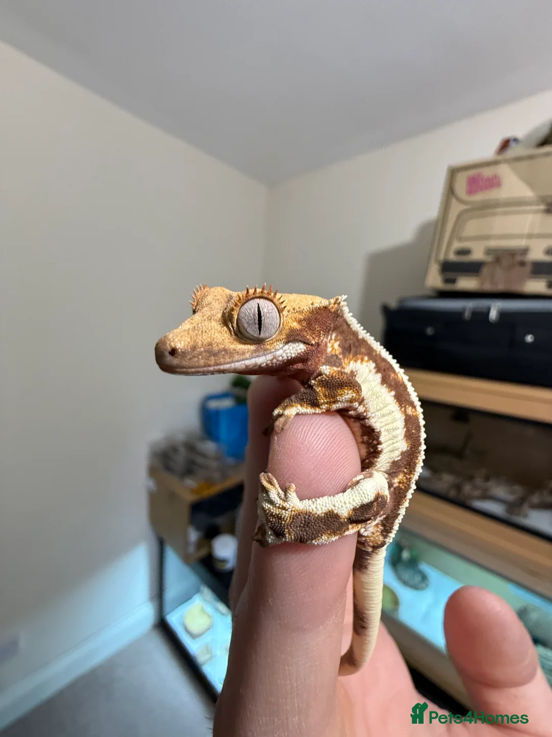 Gecko reptiles for sale: 🔥🔥🔥 Baby crested Geckos 🔥🔥🔥 - Advert 2