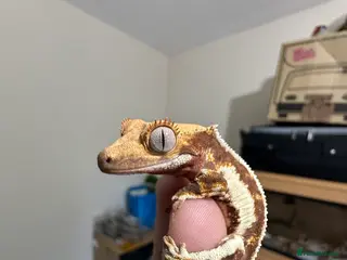 Gecko reptiles 🔥🔥🔥 Baby crested Geckos 🔥🔥🔥 - Advert 15