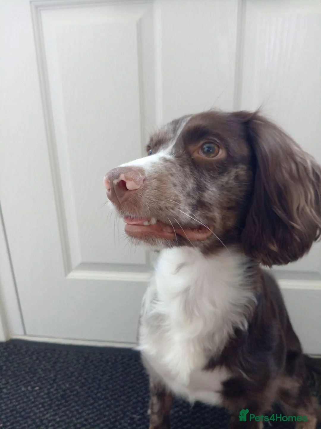 Cocker Spaniel dogs for sale: Sonic in Grantham - Advert 2