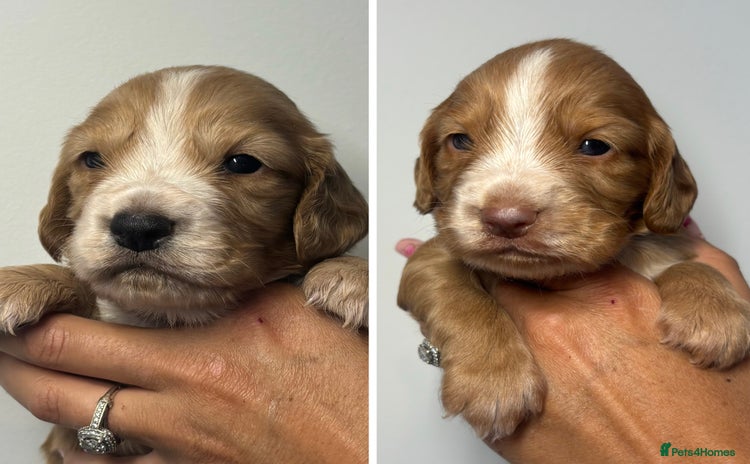 Cocker Spaniel dogs - Advert 3
