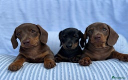 Miniature Dachshund dogs for sale: Kc Registered miniature dachshund  - Image 4