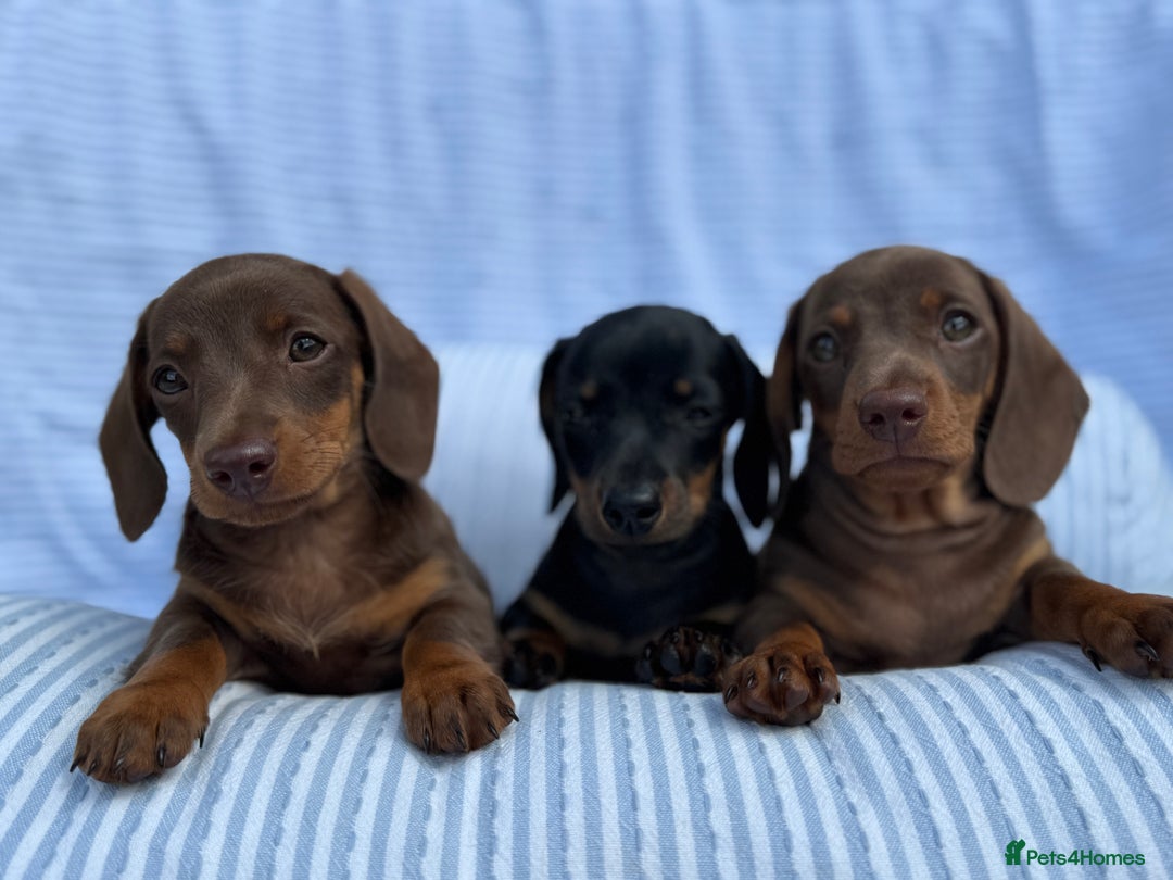 Miniature Dachshund dogs for sale: Kc Registered miniature dachshund  - Image 4