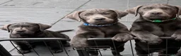 Labrador Retriever dogs for sale: KC Charcoal Labs | Vaccinated | Ready Now - Advert 3
