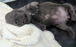French Bulldog dogs for sale: #Reduced# True miniature French Bulldog - Image 10