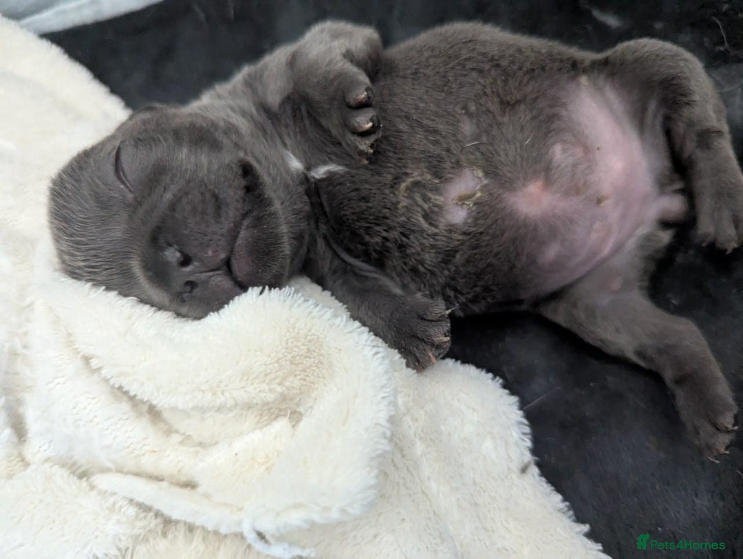 French Bulldog dogs for sale: #Reduced# True miniature French Bulldog - Image 10