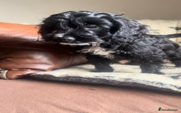 Cockapoo dogs for sale: 1st vac! Extensively health tested F1 cockerpoos   in Goole - Image 21