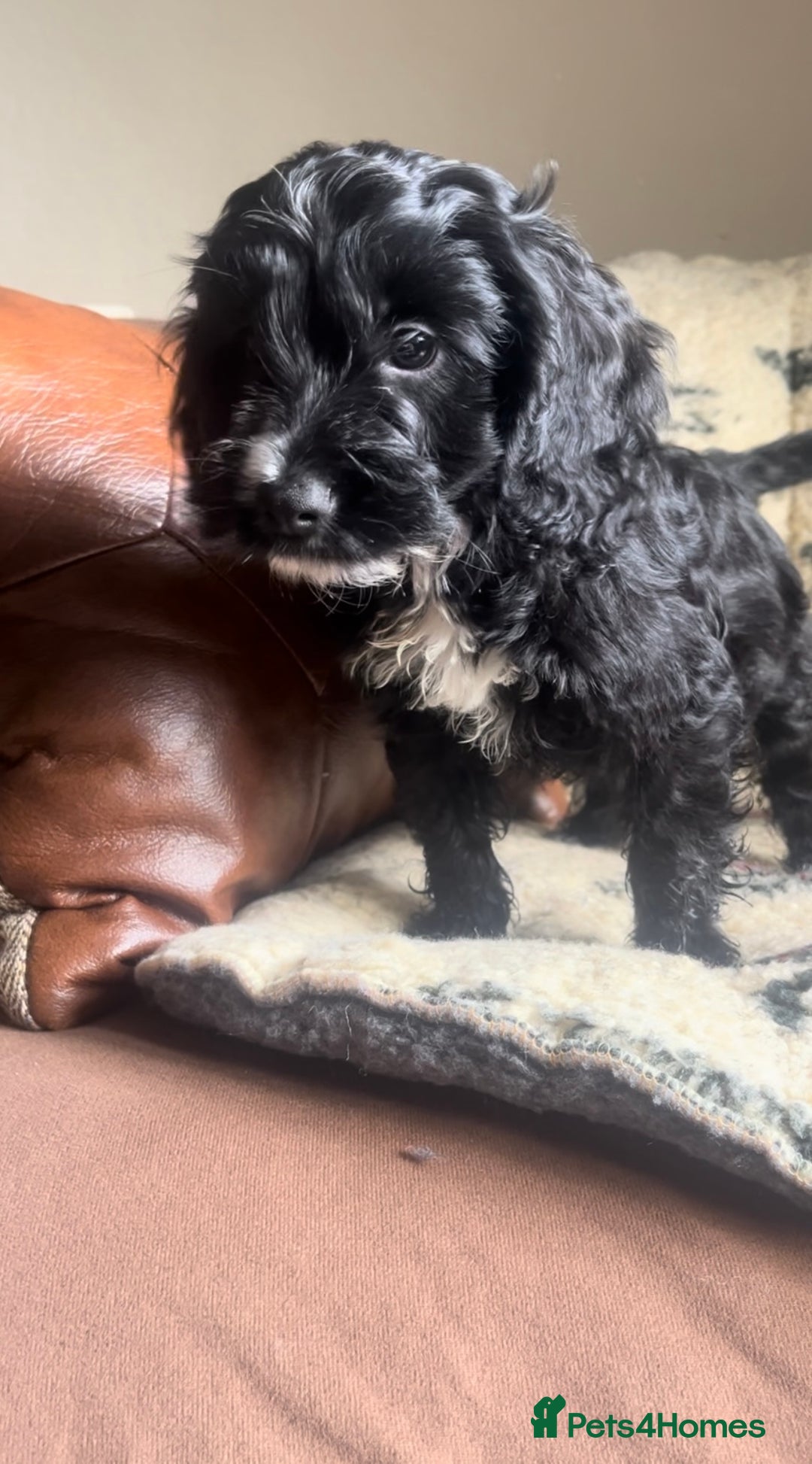Cockapoo dogs for sale: 1st vac! Extensively health tested F1 cockerpoos   in Goole - Image 21