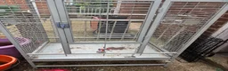 Lovebirds birds for sale: Two bonded love birds for sale - Advert 4