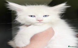 Maine Coon cats for sale: STUNNING LITTER OF ANDERPRIDE MAINE COONS  - Image 3