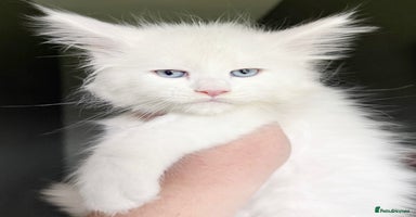 Maine Coon cats - Advert 11