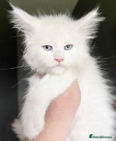 Maine Coon cats - Advert 1