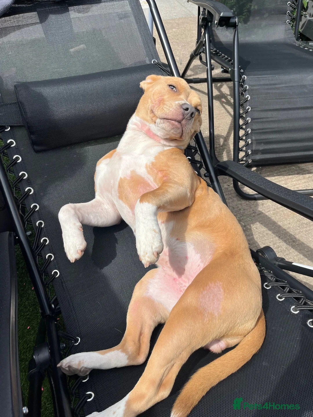 Mixed Breed dogs for sale: Female staffy cross  - Advert 2