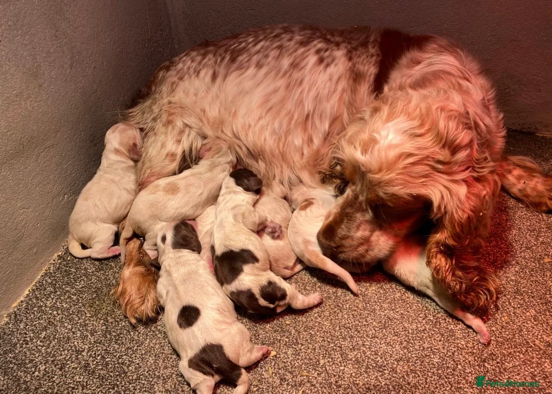 Cocker Spaniel dogs for sale: KC Registered Cocker Spaniel Pups For Sale - Advert 2