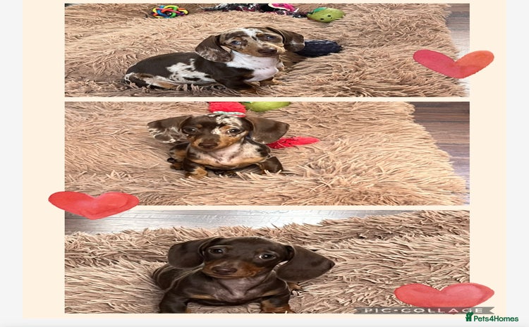 Miniature Dachshund dogs - Advert 15