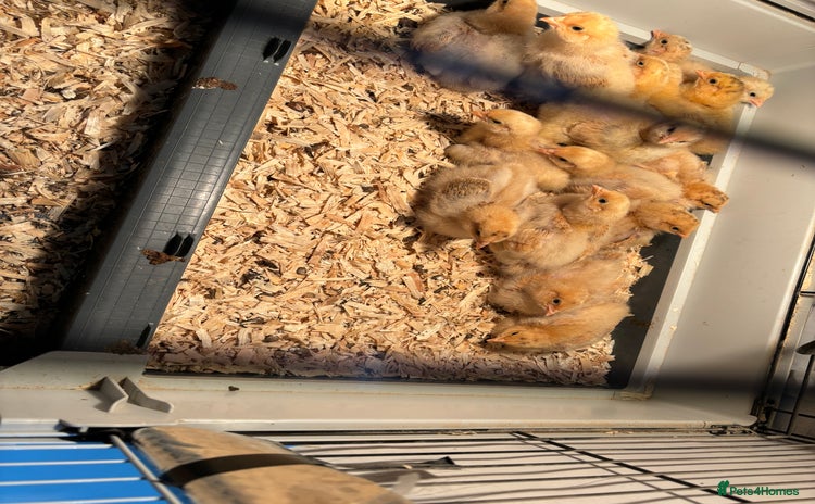 Chickens poultry - Advert 1