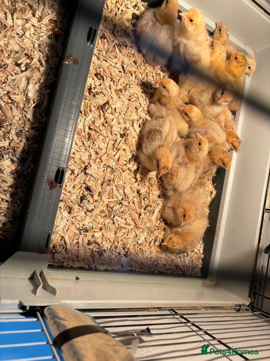 Chickens poultry for sale: Buff Orpington chicks  - Image 1