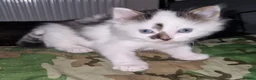 Mixed Breed cats for sale: Playful Cute fluffy kitten ready to leave - Advert 5