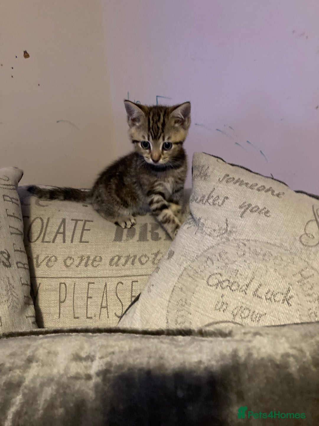 Mixed Breed cats for sale: 4 kittens - Advert 8