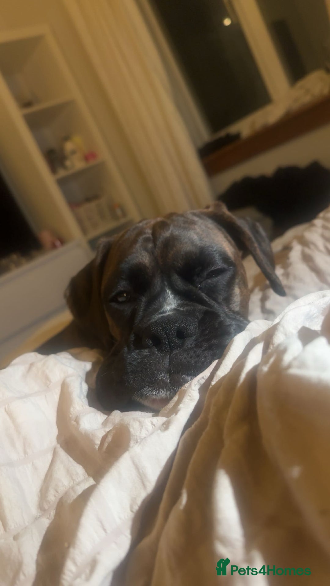 Boxer dogs for sale: Puppy for re homing  - Advert 2