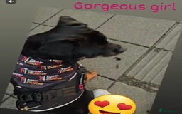 Rottweiler dogs for sale: Rottweiler  - Image 4