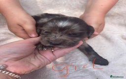 Cocker Spaniel dogs for sale: Merl cocker spaniel puppies  - Image 11