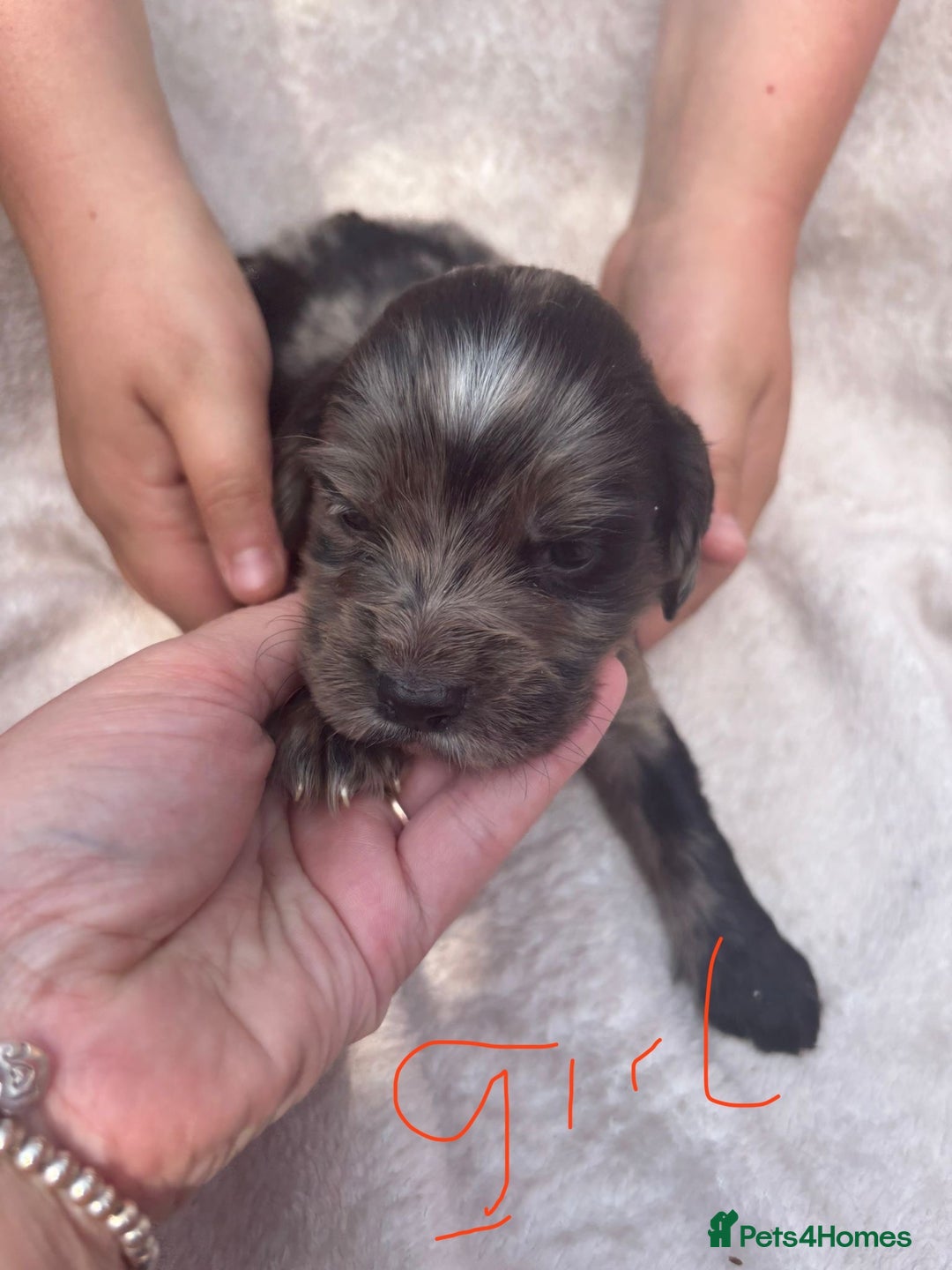 Cocker Spaniel dogs for sale: Merl cocker spaniel puppies  - Image 11