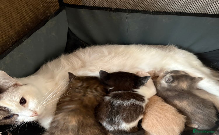 Ragdoll cats for sale - Advert 2