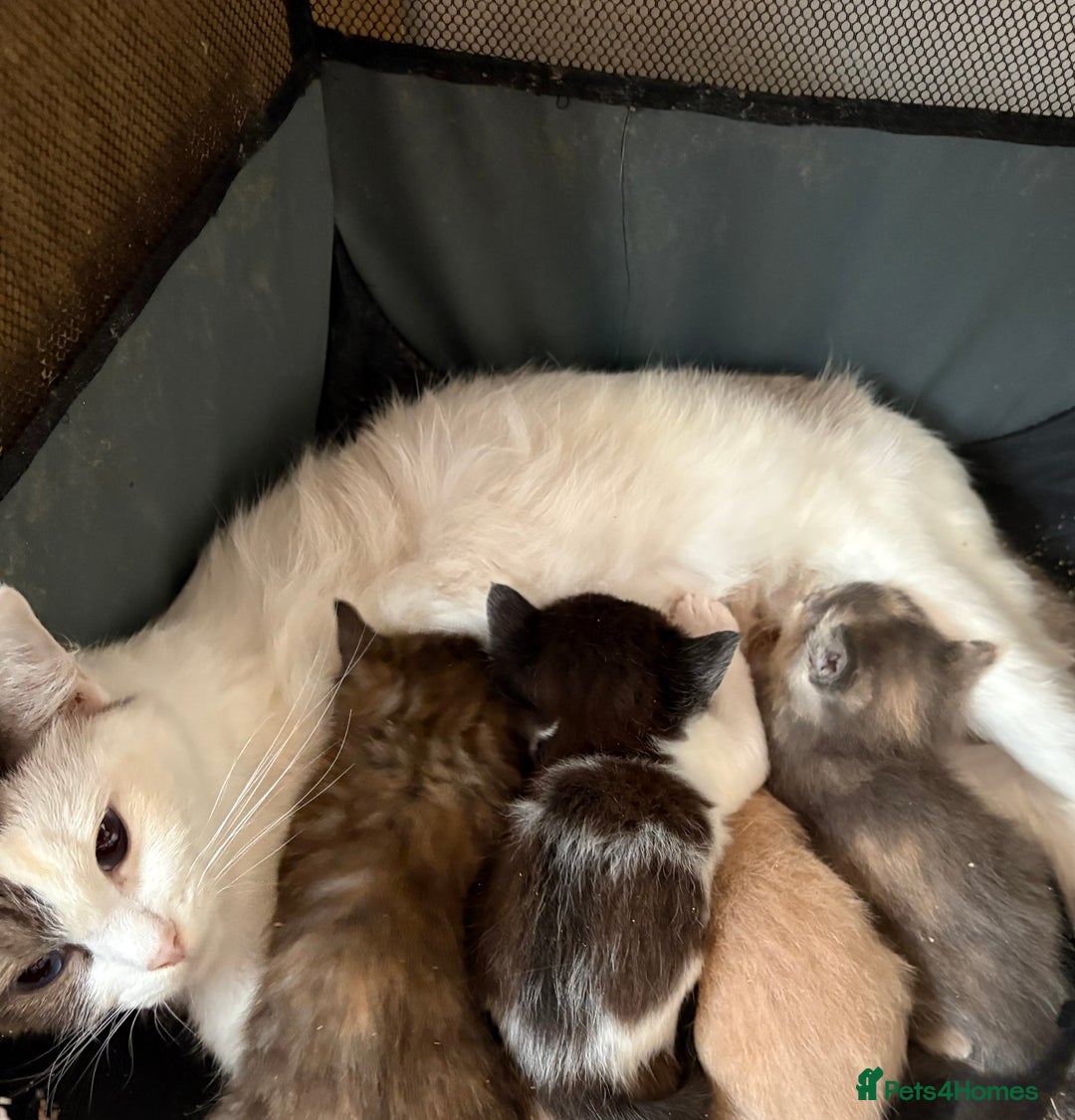 Ragdoll cats for sale: Ragdoll x - Image 1