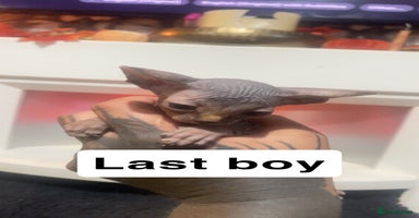 Sphynx cats - Advert 5
