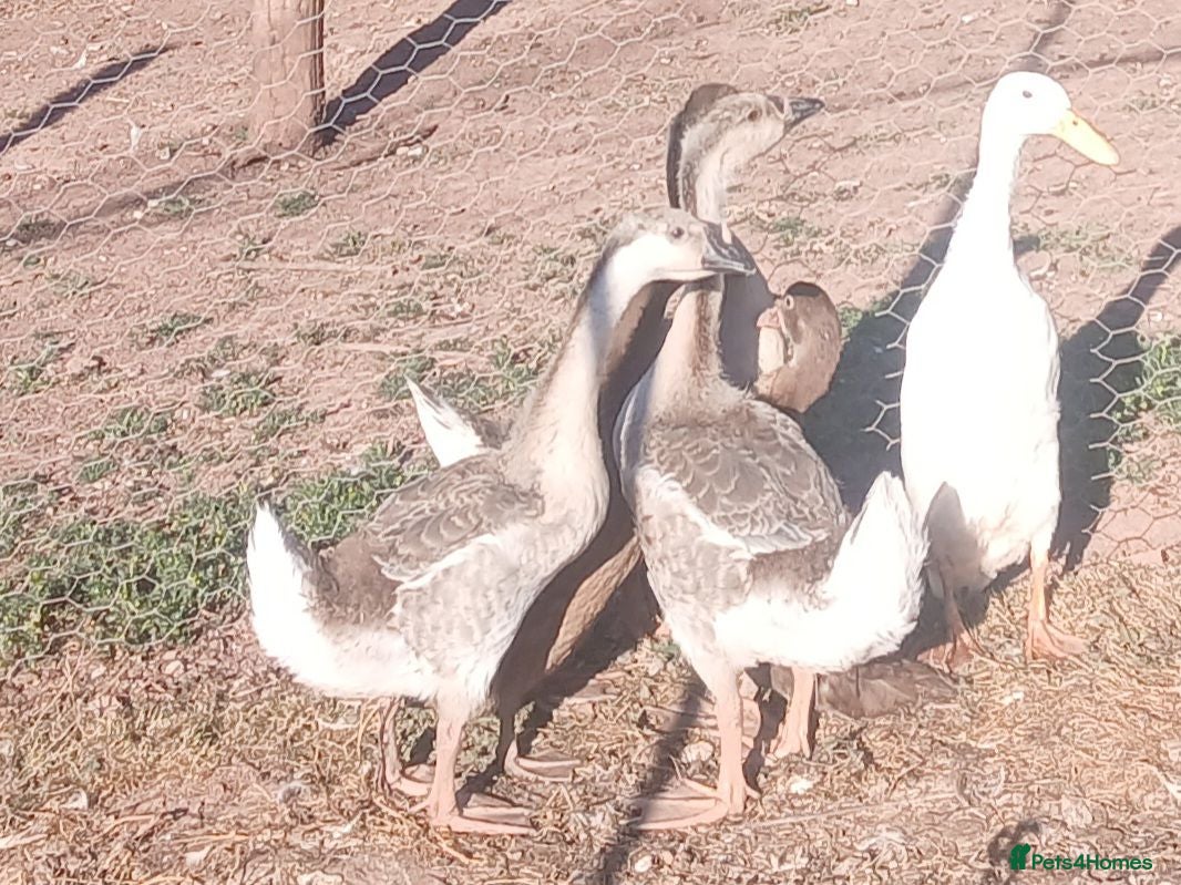 Geese poultry Trio of grey chinese geese - Advert 15