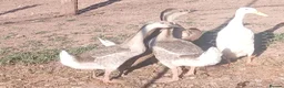 Geese poultry for sale: Trio of grey chinese geese - Advert 1