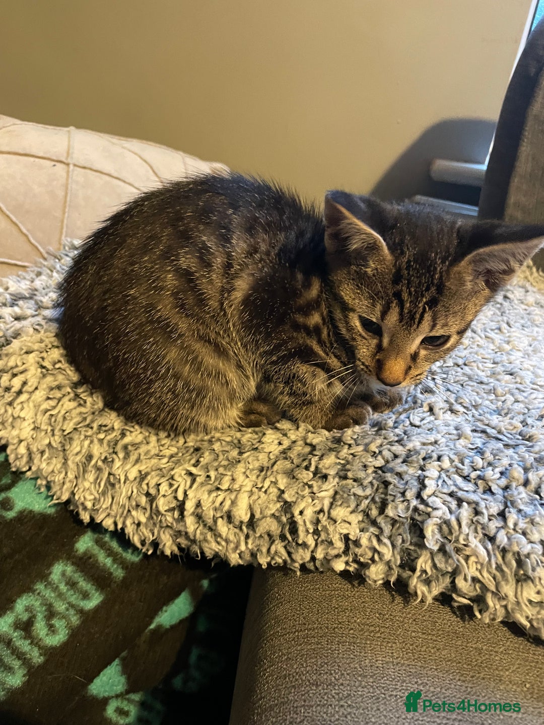 Siamese cats for sale: Siamese mix ragamuffin kitten tabby girl  - Image 4