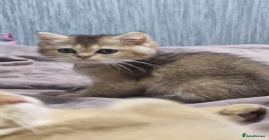 British Shorthair cats British shorthair pedigree kittens - Advert 10