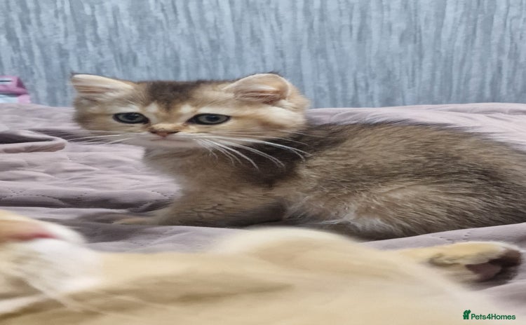 British Shorthair cats British shorthair pedigree kittens - Advert 3