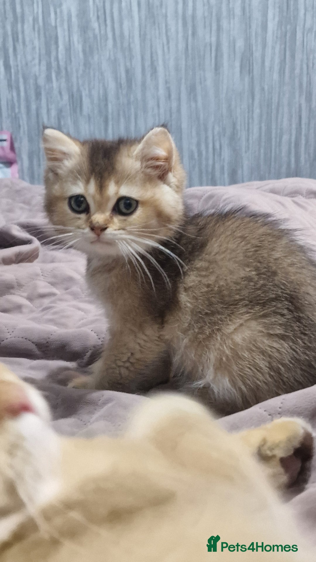 British Shorthair cats for sale: British shorthair pedigree kittens - Advert 28