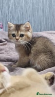 British Shorthair cats British shorthair pedigree kittens - Advert 10