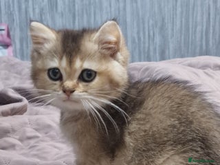 British Shorthair cats British shorthair pedigree kittens - Advert 1