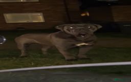 Cane Corso dogs for sale: cane corso  - Image 1