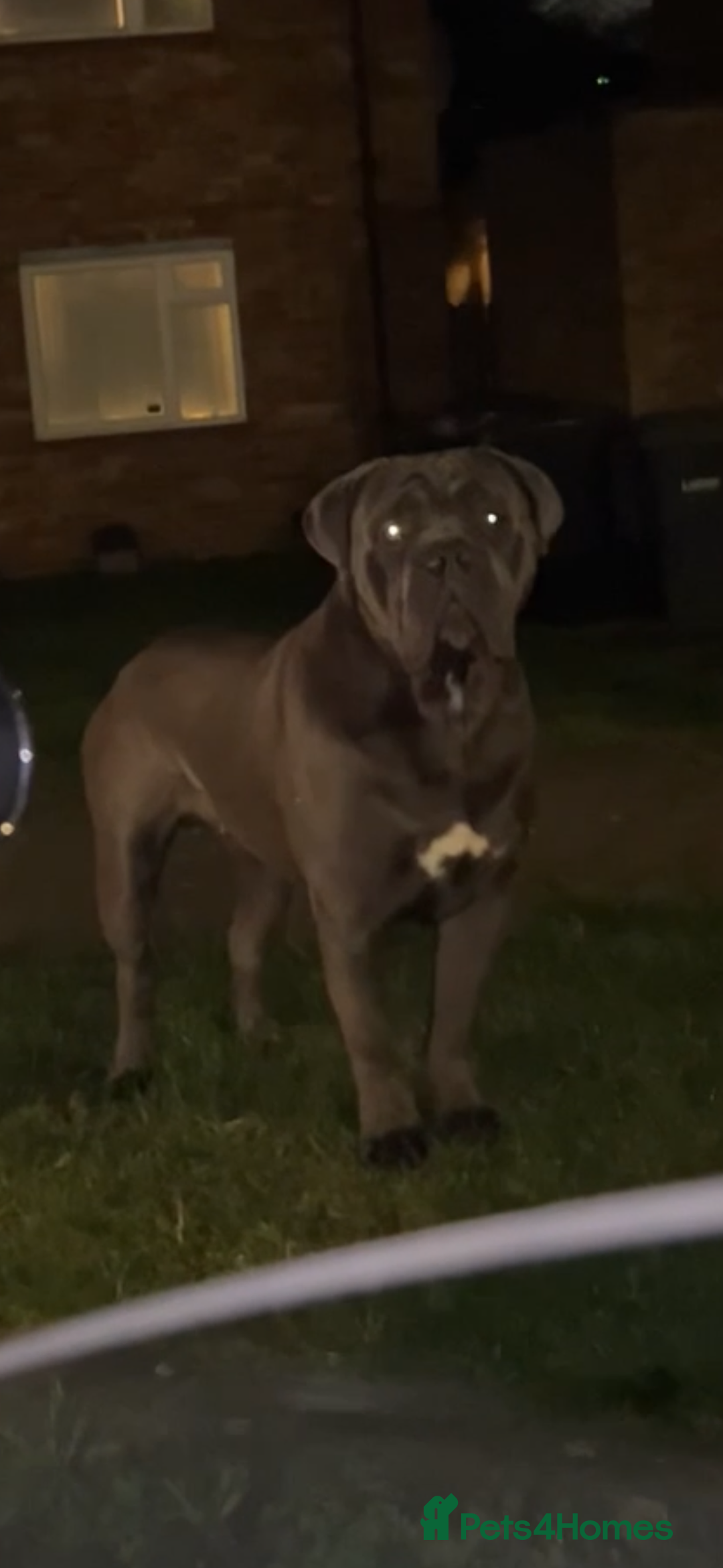 Cane Corso dogs for sale: cane corso  - Image 1