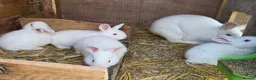 New Zealand rabbits for sale: Newzeland white rabbits  - Advert 4