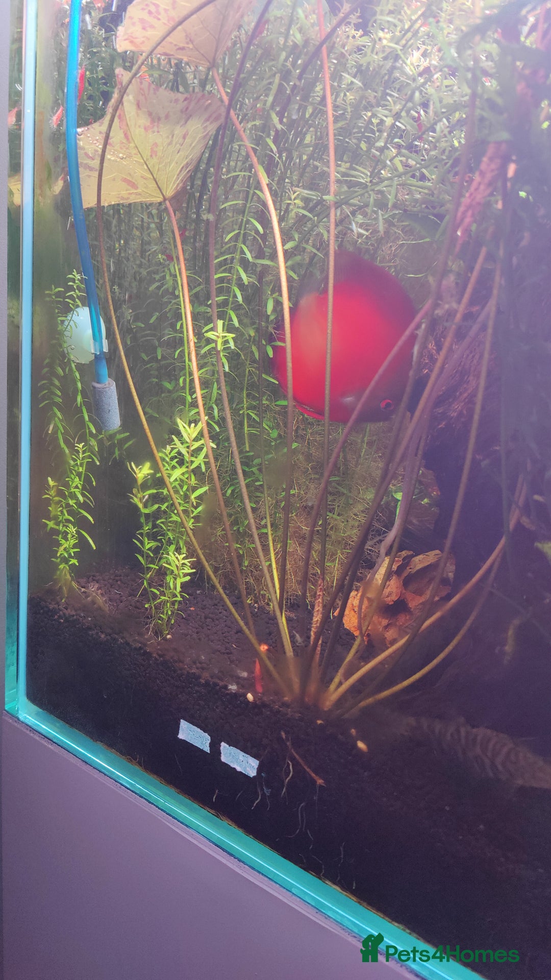 Discus fish for sale: 4 x discus fish for sale  - Image 5