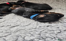 Dachshund dogs for sale: Beautiful Dachshund Puppies - Image 31
