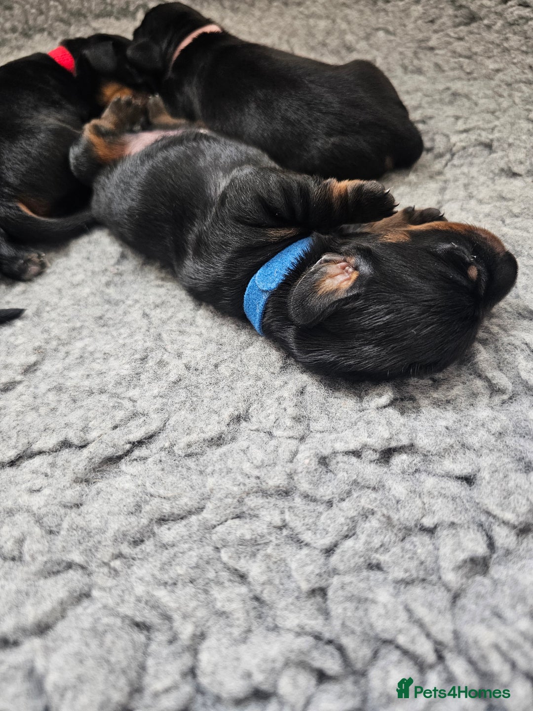 Dachshund dogs for sale: Beautiful Dachshund Puppies - Image 31