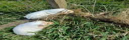 Guinea Pig rodents for sale: Baby boys available  - Advert 6