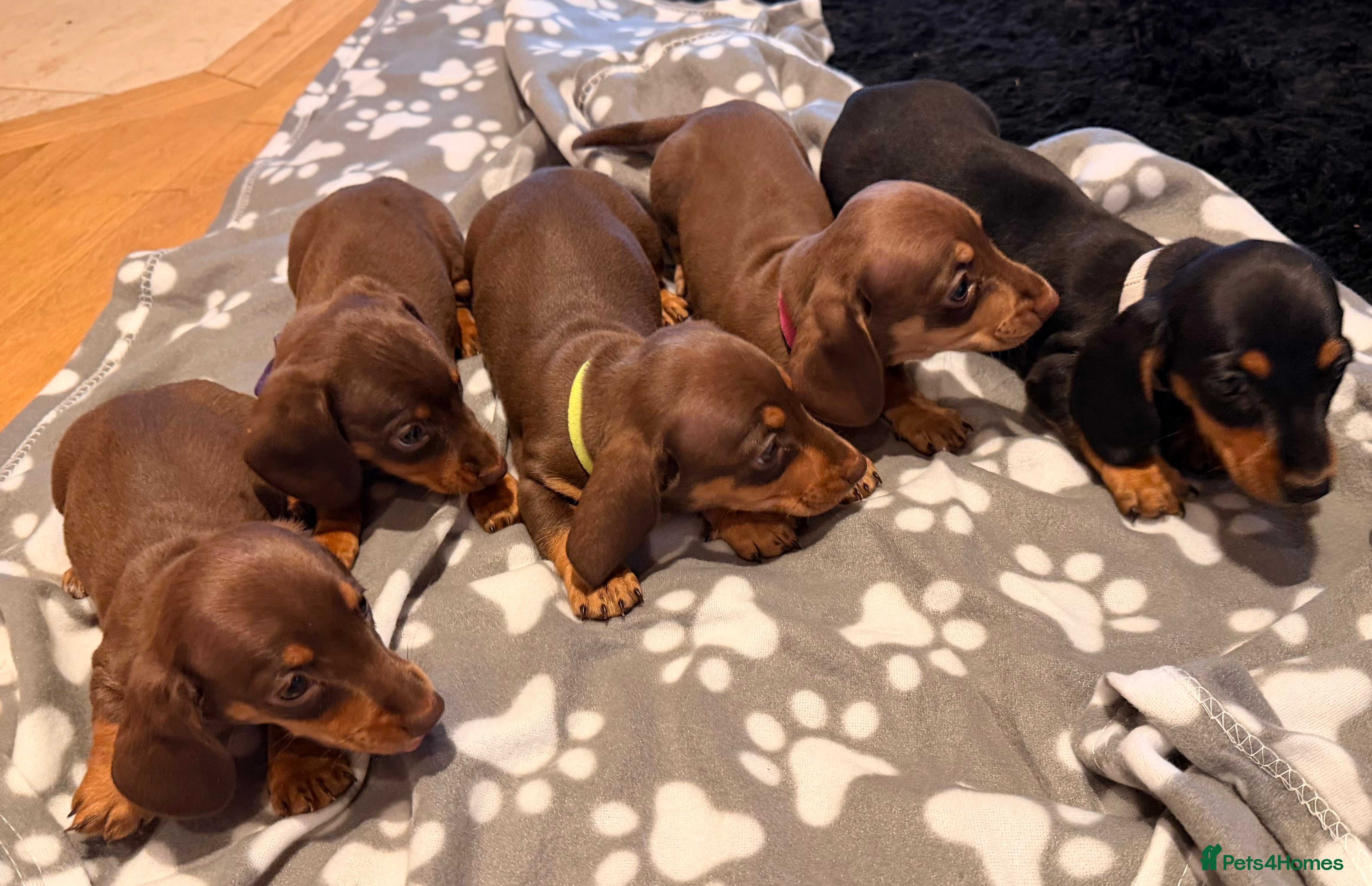 Miniature Dachshund dogs 5 miniature dachshund puppies  - Advert 1